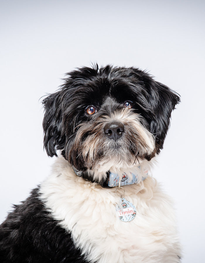 Pack Collar + Placa ID