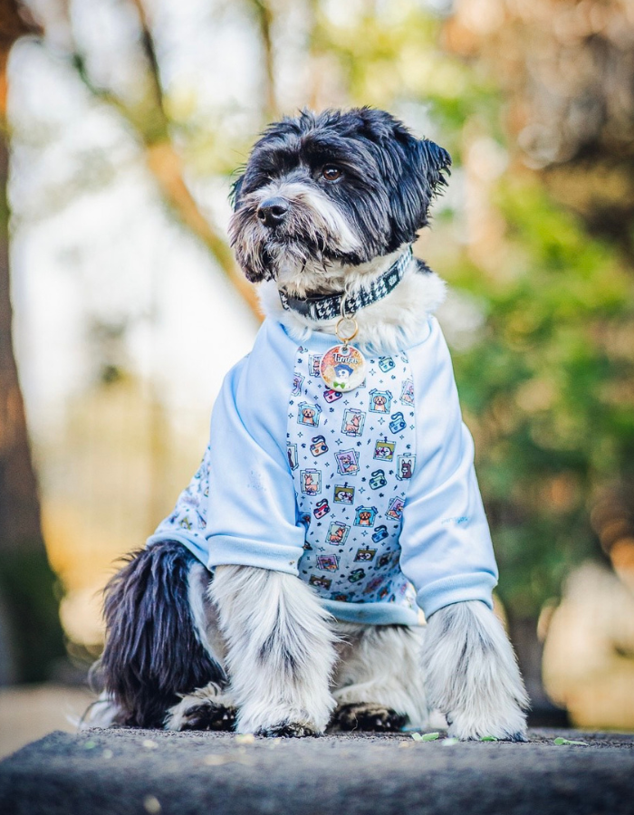 polerones para perros
