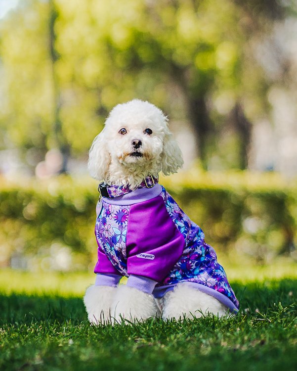 accesorios para mascotas
